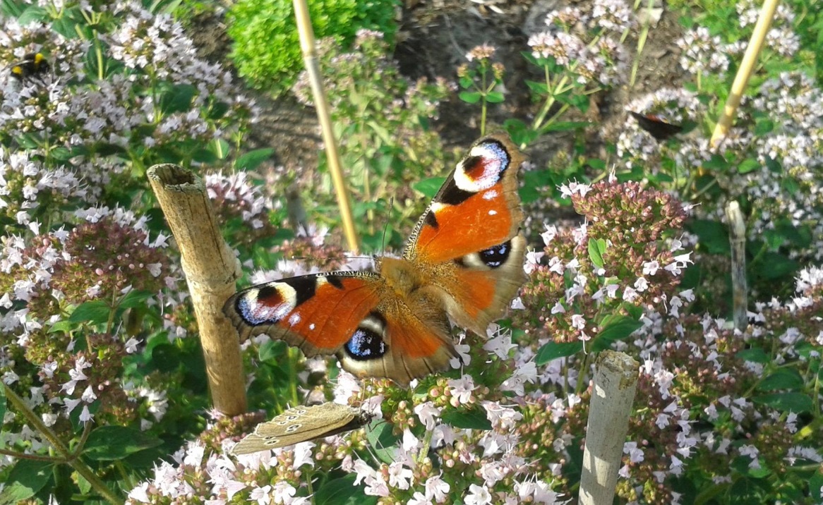 Schmetterlinge im Sommer